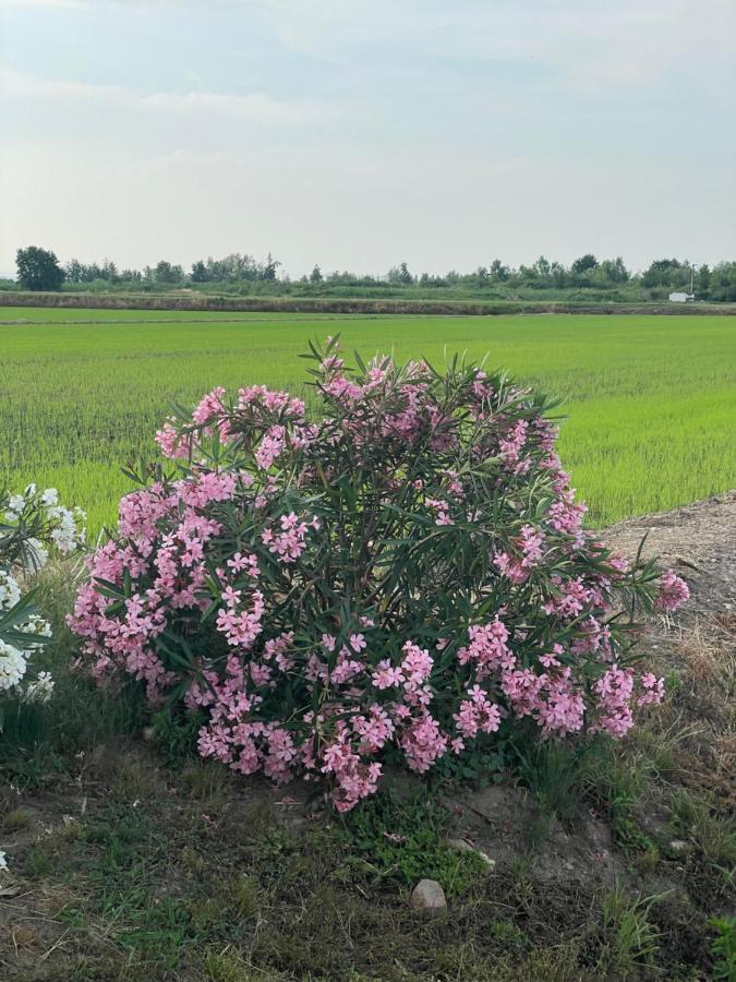 Tenuta Favorita Country House B&B Fontanetto Po Kültér fotó